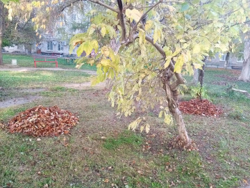 ДВОРНИКИ ПОДРЯДНЫХ ОРГАНИЗАЦИЙ КУДЕЗ АКТИВНО УБИРАЮТ УПАВШУЮ ЛИСТВУ С ПРИДОМОВЫХ ГАЗОНОВ