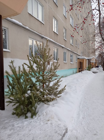 В ОБЯЗАННОСТИ ДВОРНИКОВ УТИЛИЗАЦИЯ НОВОГОДНИХ СОСЕН И ЕЛЕЙ НЕ ВХОДИТ!