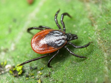 НА СЛЕДУЮЩЕЙ НЕДЕЛЕ ВО ДВОРАХ ПОЯВЯТСЯ ЛЮДИ В БЕЛЫХ СПЕЦОДЕЖДАХ