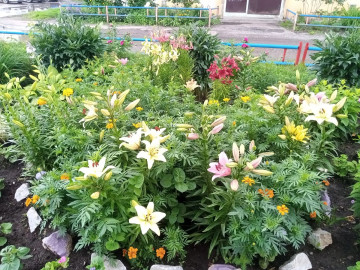 ПИОНЫ — ОДНИ ИЗ САМЫХ ПОПУЛЯРНЫХ ЦВЕТОВ, КОТОРЫЕ КАМЕНЦЫ САДЯТ У СЕБЯ ВО ДВОРАХ