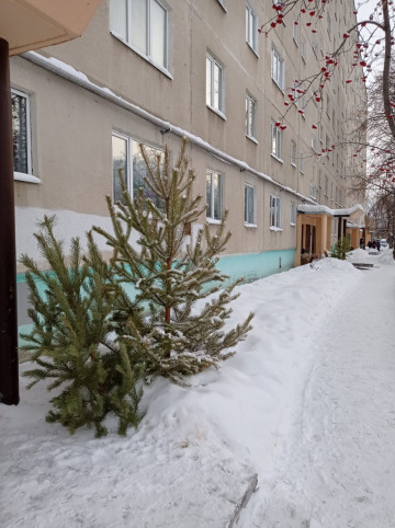 КАМЕНЦЫ СТАЛИ БОЛЕЕ ОТВЕТСТВЕННО ОТНОСИТЬСЯ К УТИЛИЗАЦИИ ЕЛОК